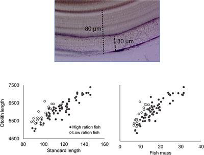 Growth Rate, Ration, and Temperature Effects on Otolith Elemental Incorporation